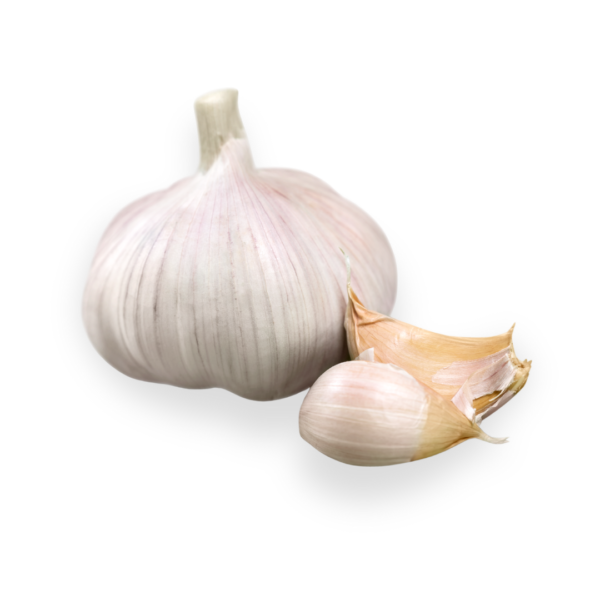 Garlic