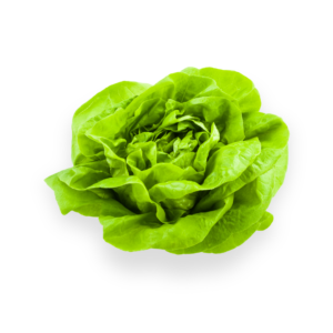 Butter Lettuce