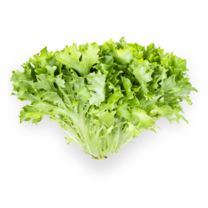 Endive Lettuce