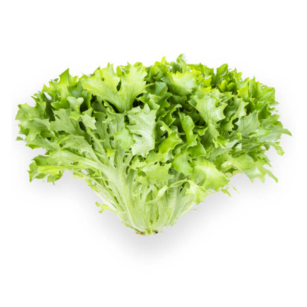 Endive Lettuce