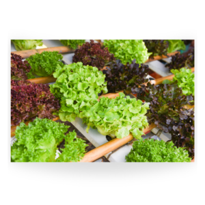 Green and Red Leaf Lettuce