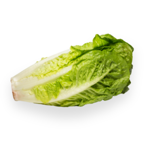 Romaine Lettuce