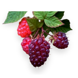 Loganberry