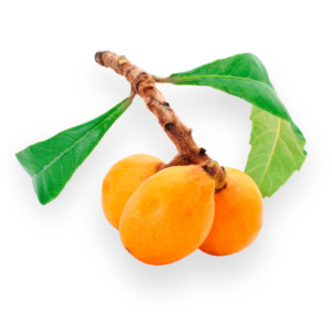 Loquat
