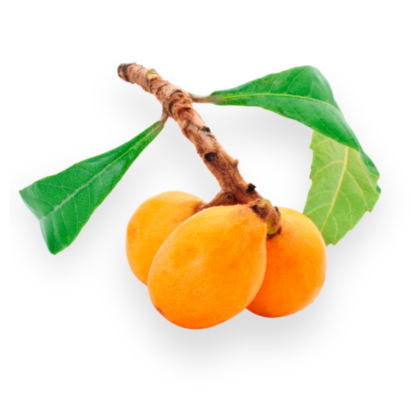 Loquat