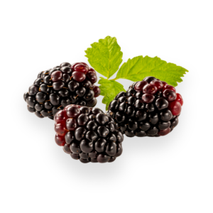 Boysenberry