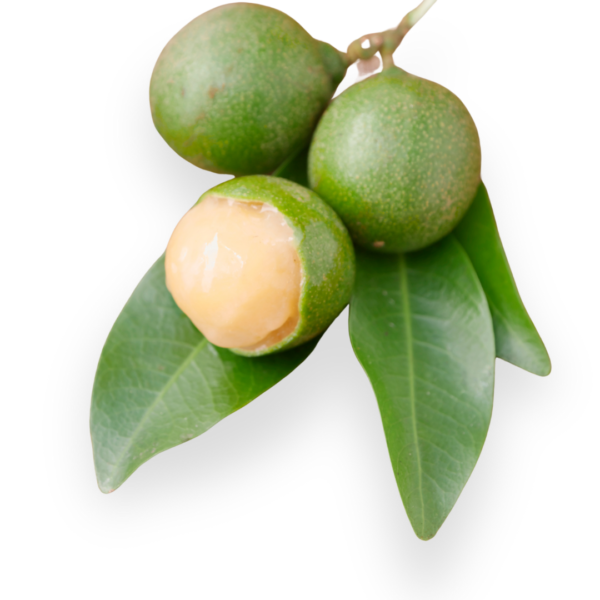 Mamoncillo